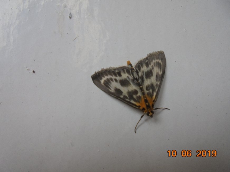 Small Magpie Moth Hitchin 10 Jun