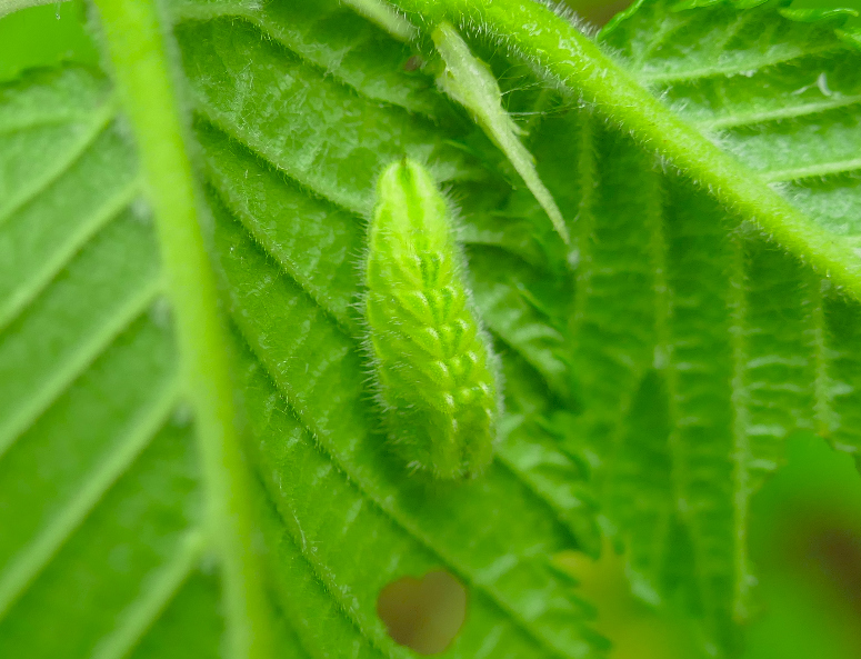 White-letter Hairstreak larva Rickneys 8 May