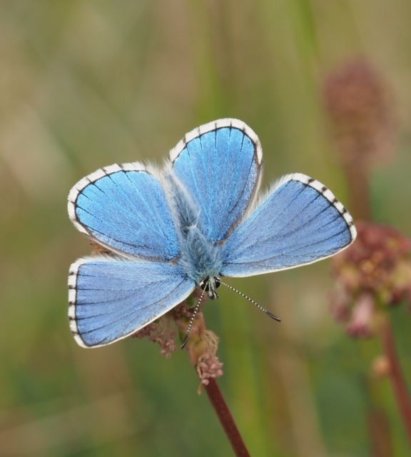 Adonis Blue Therfield Heath 17 May