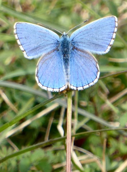 Adonis Blue Therfield Heath 9 May