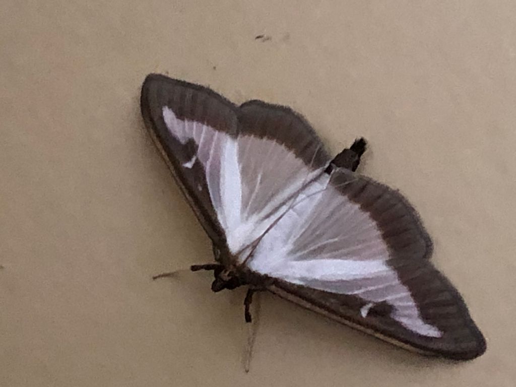 Box Tree moth St Albans 25 Jun