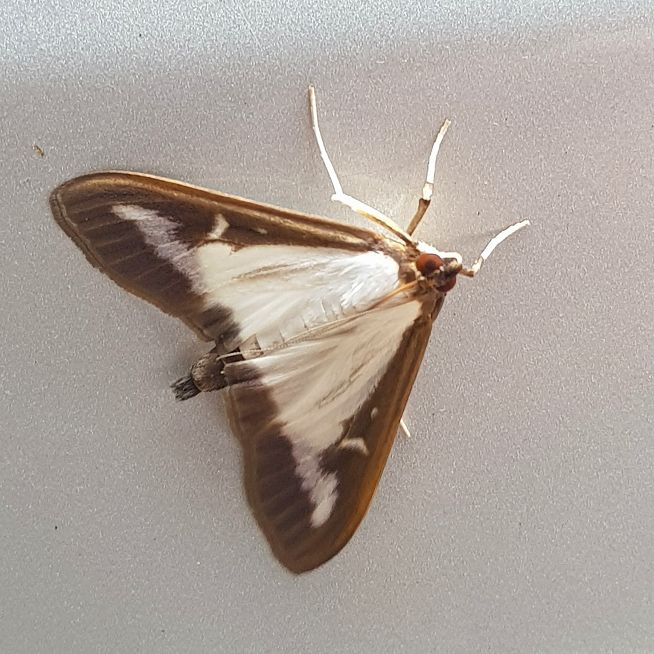Box-Tree moth Wheathampstead 4 Jul