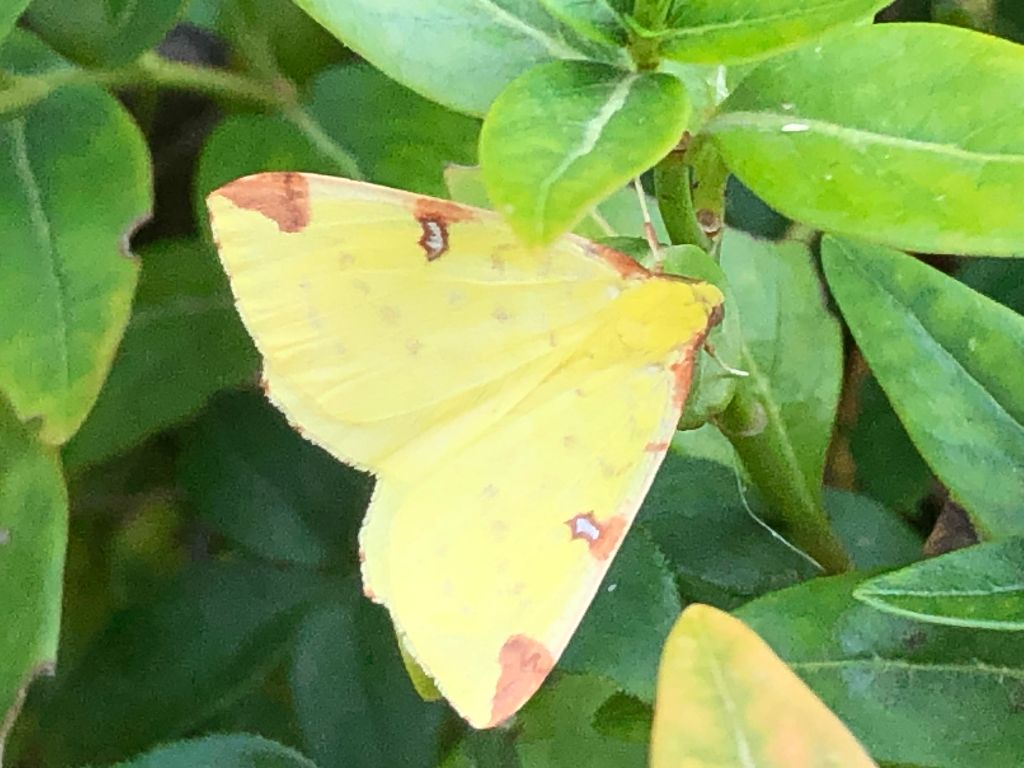 Brimstone moth St Albans 25 Jun
