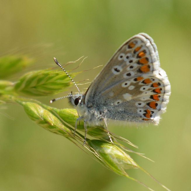 Brown Argus Butterfly World 29 May