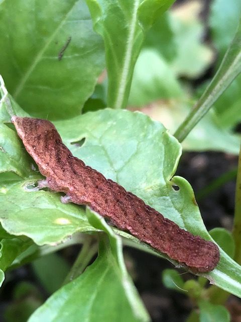 Brown Rustic larva St Albans 22 Nov