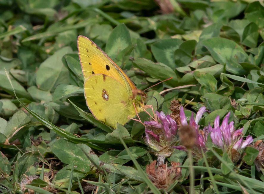 Clouded Yellow Heartwood Forest 23 Jul