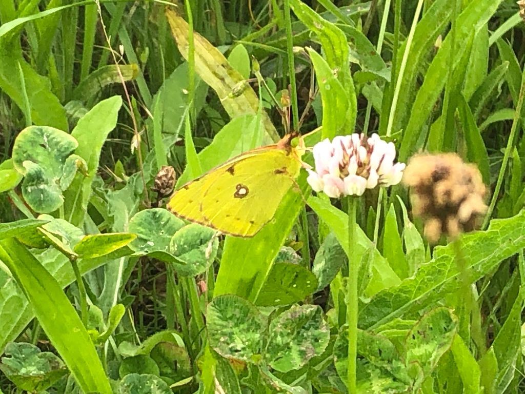 Clouded Yellow Heartwood Forest 18 Jul