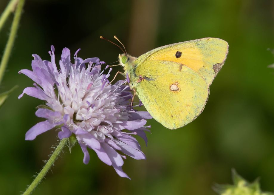 Clouded Yellow Heartwood Forest 2 Aug