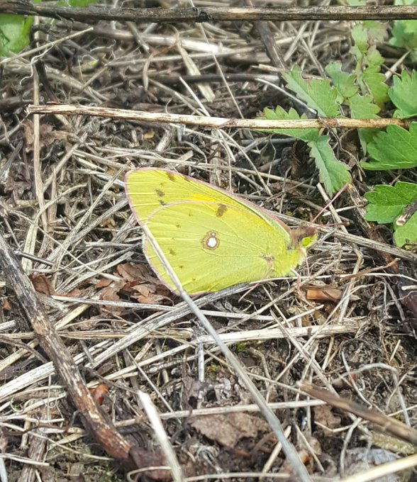 Clouded Yellow Roughdown Common 23 Jul