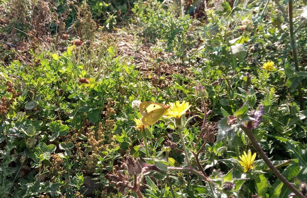 Clouded Yellow Ware 1 Oct