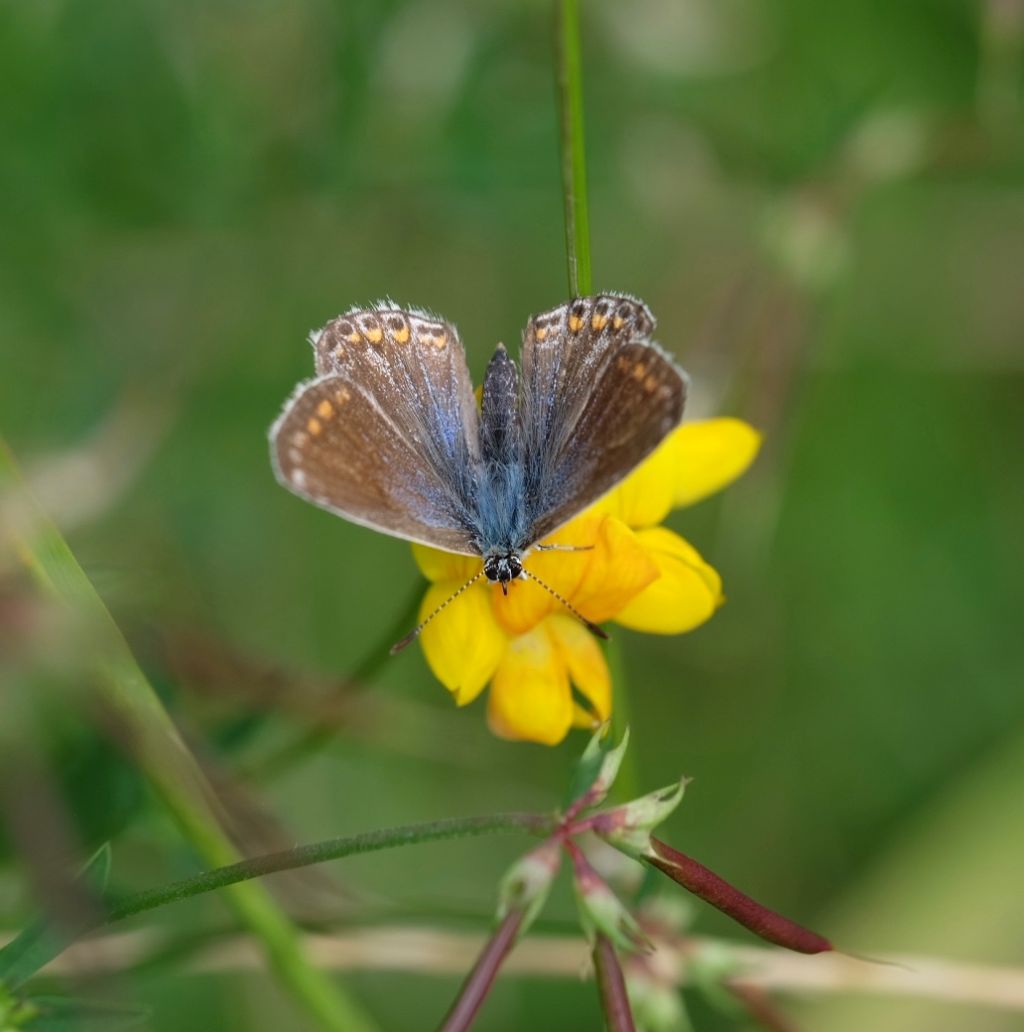 Common Blue Muswell Hill 6 Aug