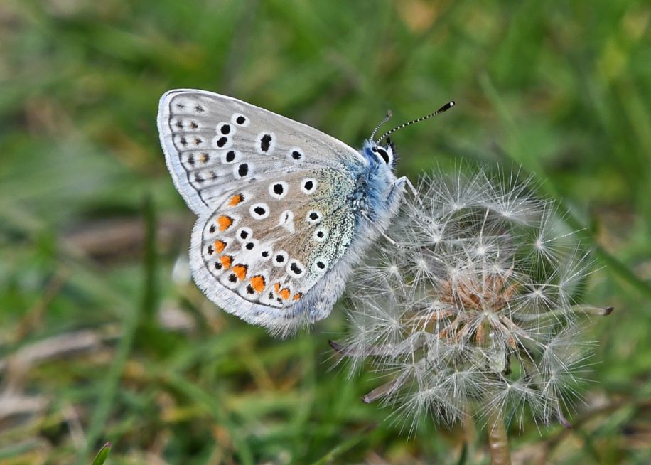 Common Blue Therfield Heath 8 May