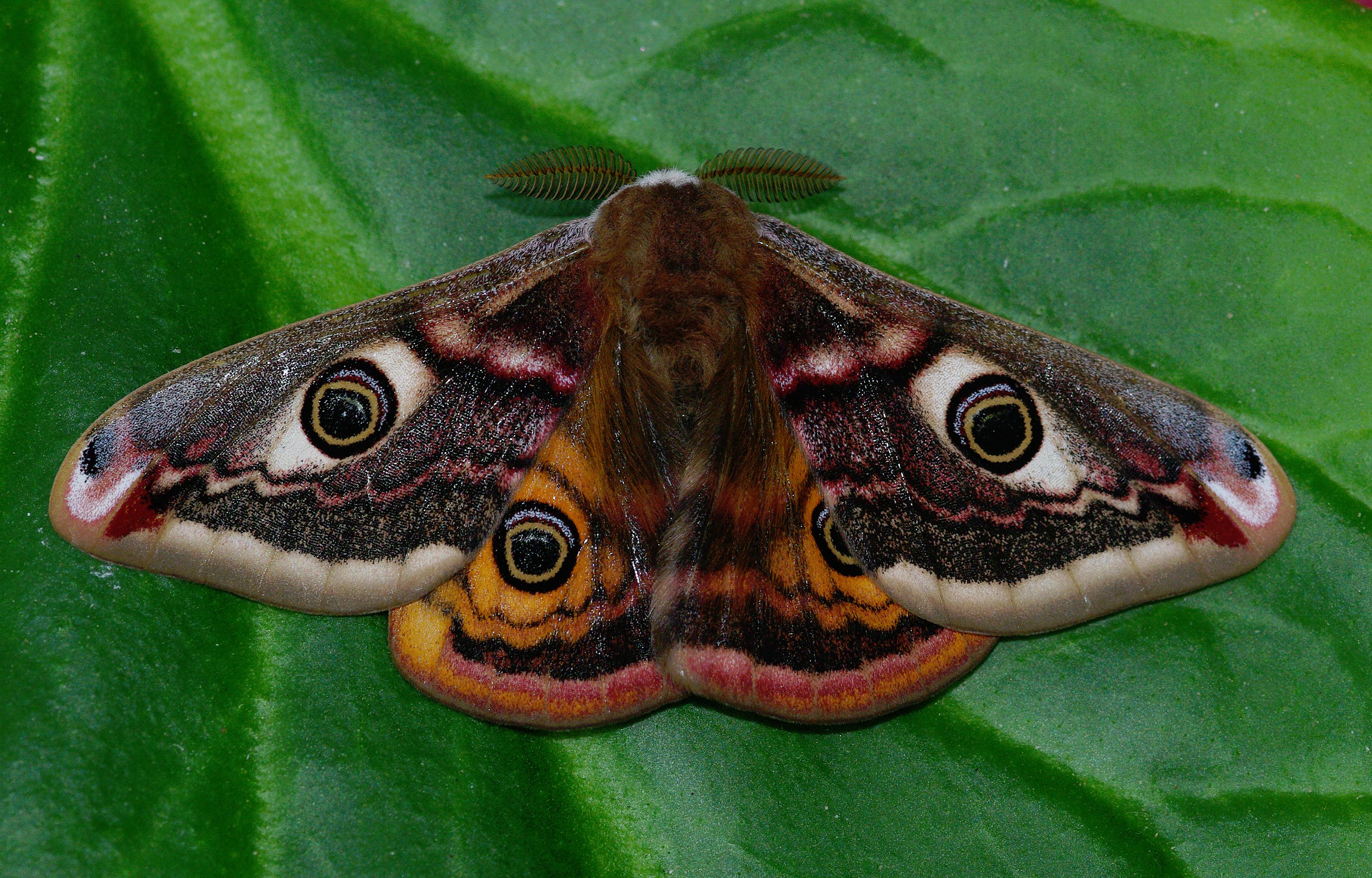Emperor Moth Ware 8 Apr