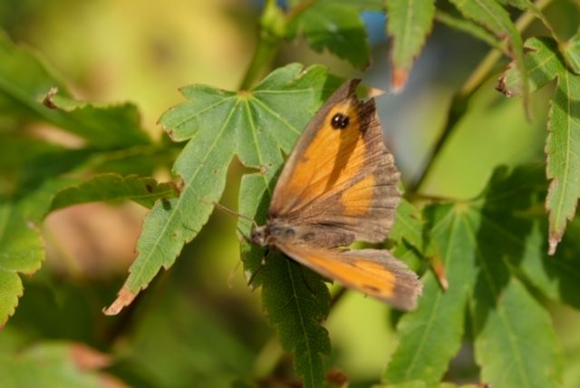 Gatekeeper Muswell Hill 6 Aug