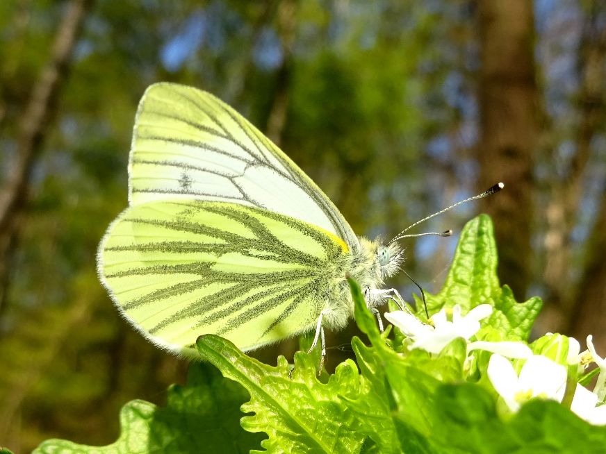Green-veined White Broxbourne Woods 20 Apr