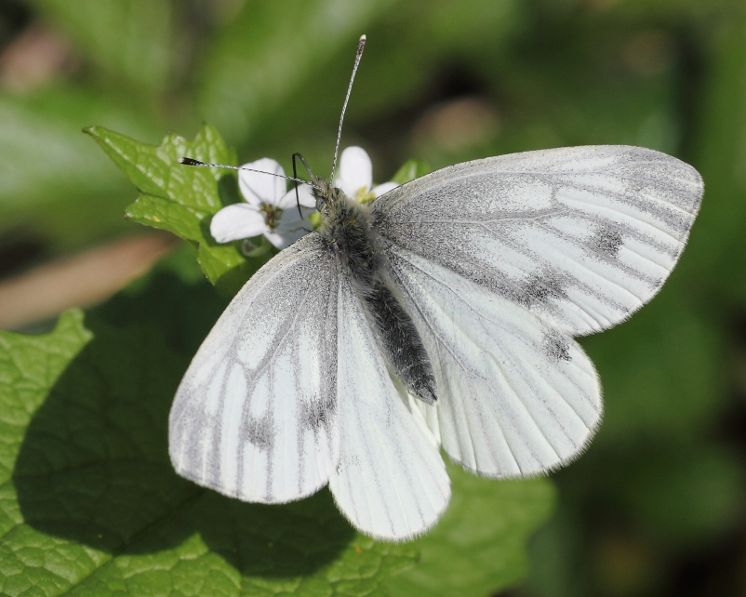 Green-veined White Coppetts Wood 10 Apr
