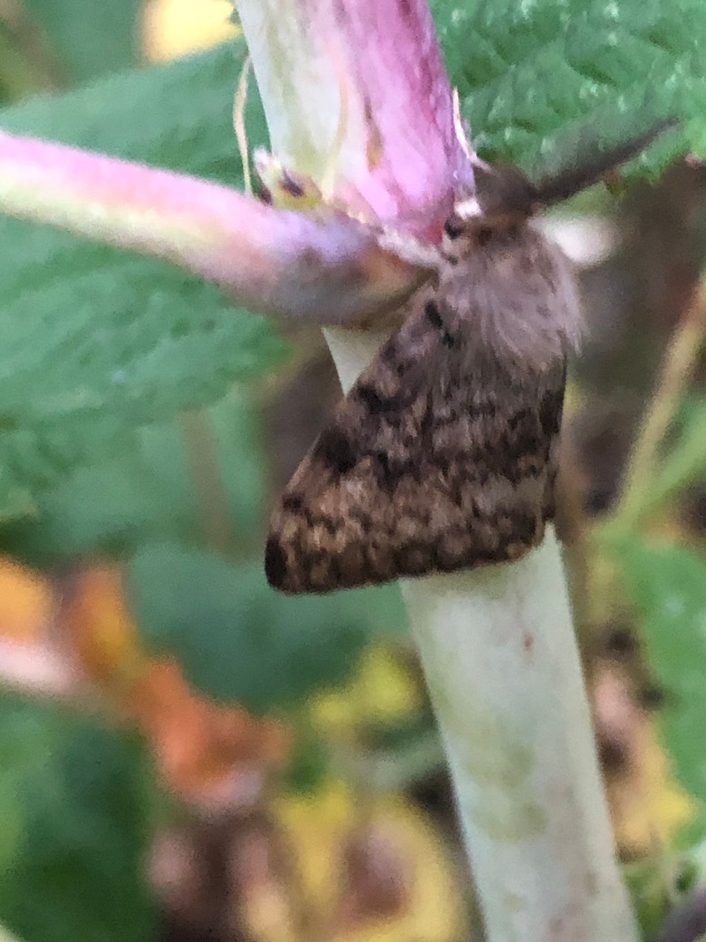 Gypsy Moth St Albans 9 Aug