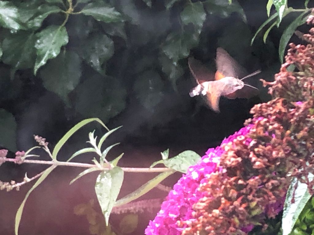 Hummingbird Hawk-moth St Albans 27 Jul