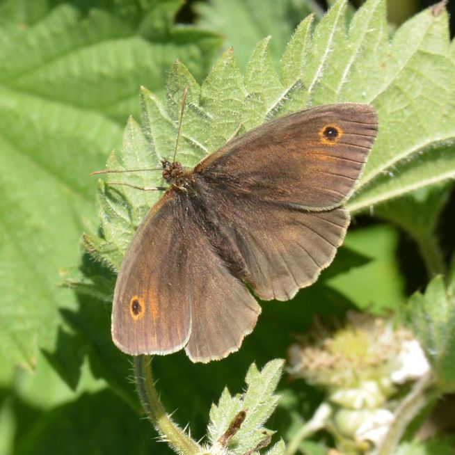 Meadow Brown Butterfly World 29 May