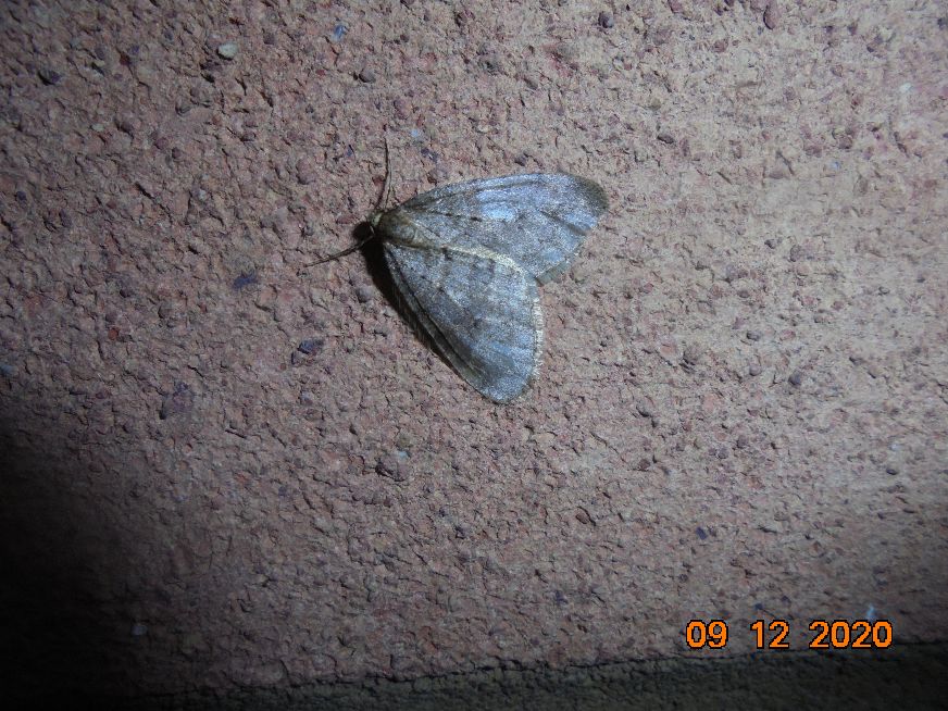 Winter Moth Hitchin 9 Dec