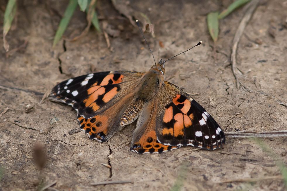 Painted Lady Heartwood 2 Sep