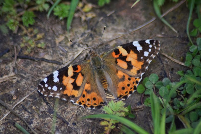 Painted Lady Norton Green Common 1 Sep