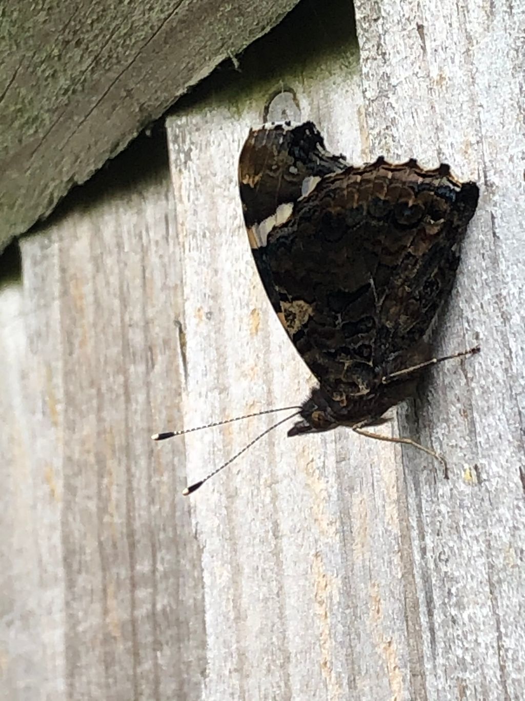 Red Admiral St Albans 1 Jul