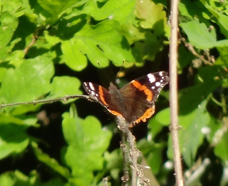 Red Admiral St Albans 27 May