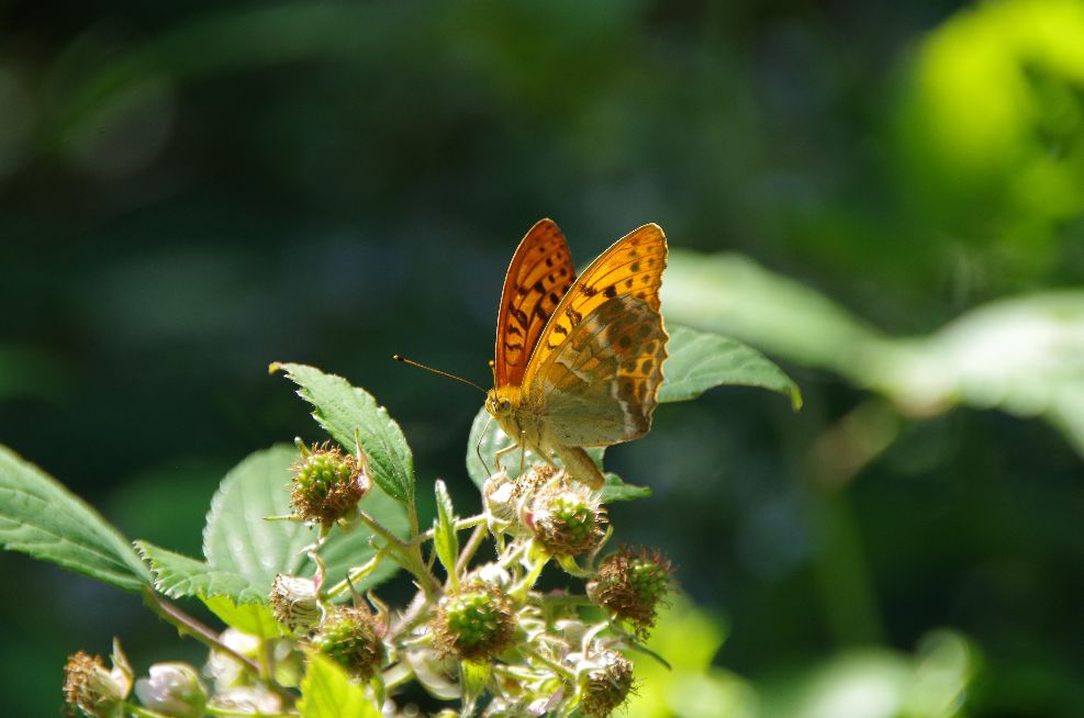 Silver-washed Fritillary Stanmore Country Park 25 Jun