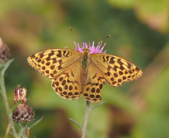 Silver-washed Fritillary Therfield Heath 17 Jul