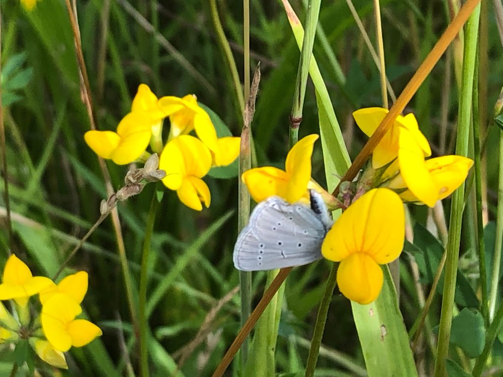 Small Blue Heartwood Forest 18 Jul