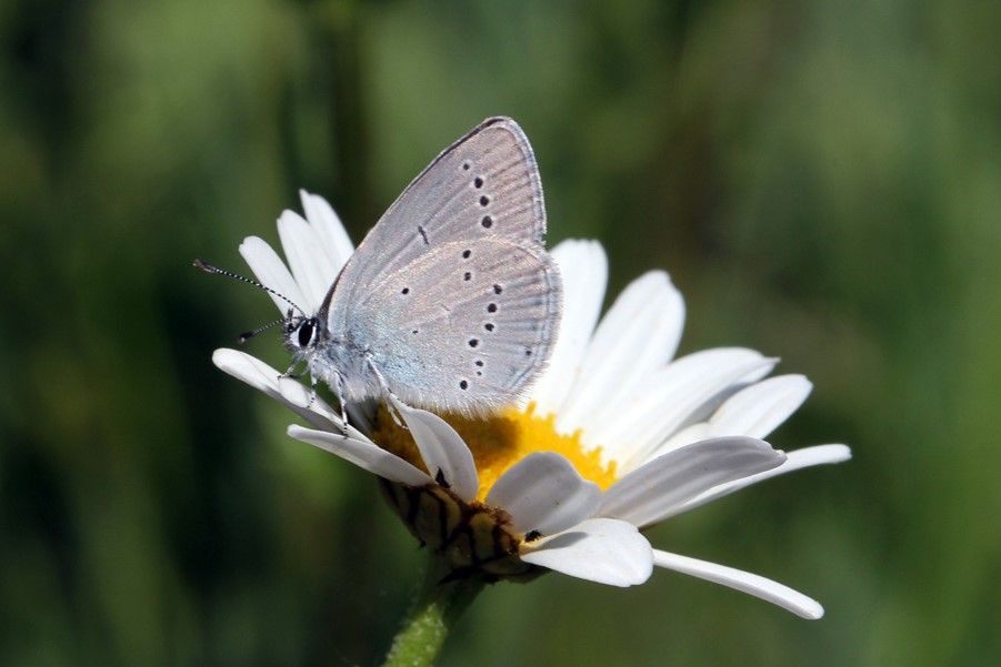 Small Blue Butterfield LNR 19 May