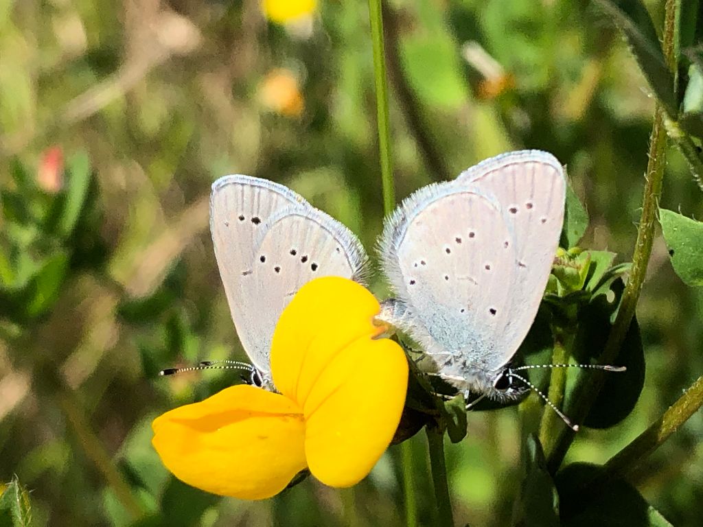 Small Blue pair Bourne End 29 May