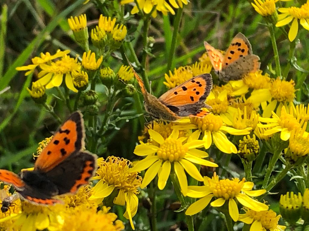 Small Coppers Nomansland Common 22 Oct