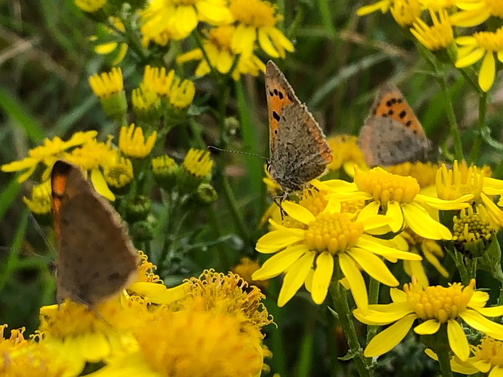 Small Coppers Nomansland Common 22 Oct