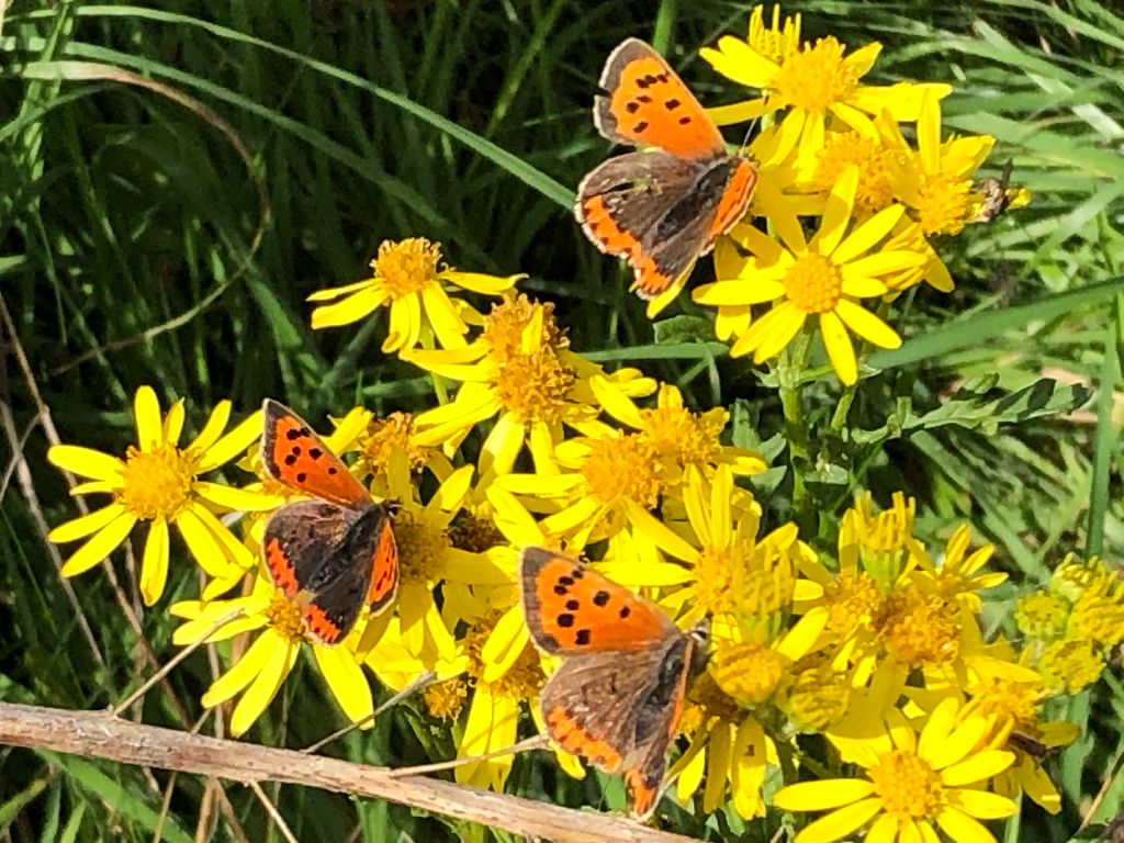 Small Coppers Nomansland Common 7 Oct