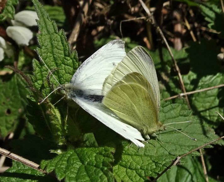Small Whites Stanwell Moor 4 Apr