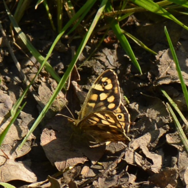 Speckled Wood Bricket Wood Common 10 Apr