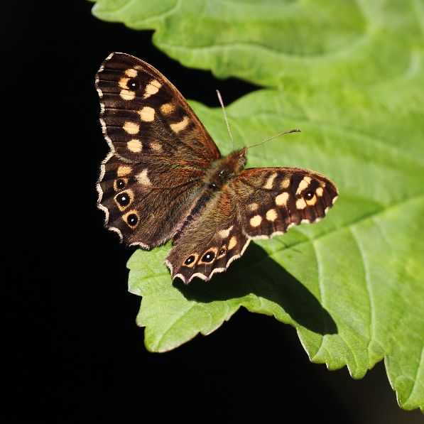 Speckled Wood Coppetts Wood 10 Apr