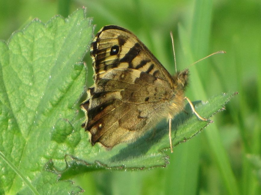 Speckled Wood Millhoppers 12 Apr