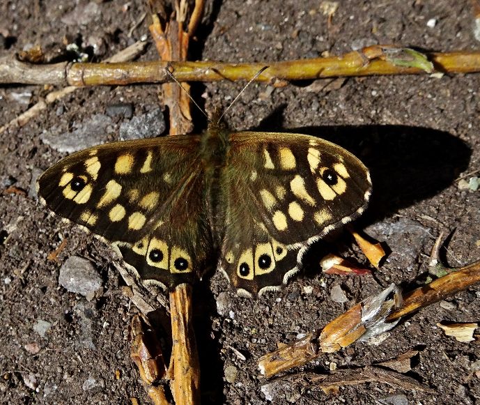 Speckled Wood Stanwell Moor 4 Apr