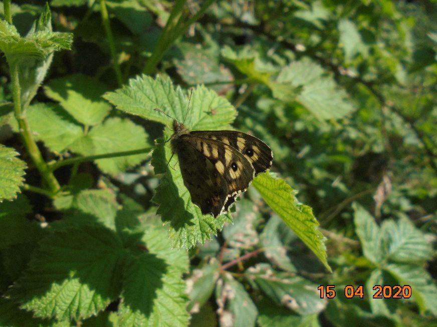 Speckled Wood Walsworth Common 15 Apr