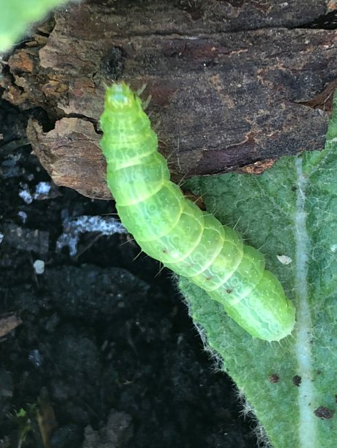 Angle Shades larva St Albans 7 Aug