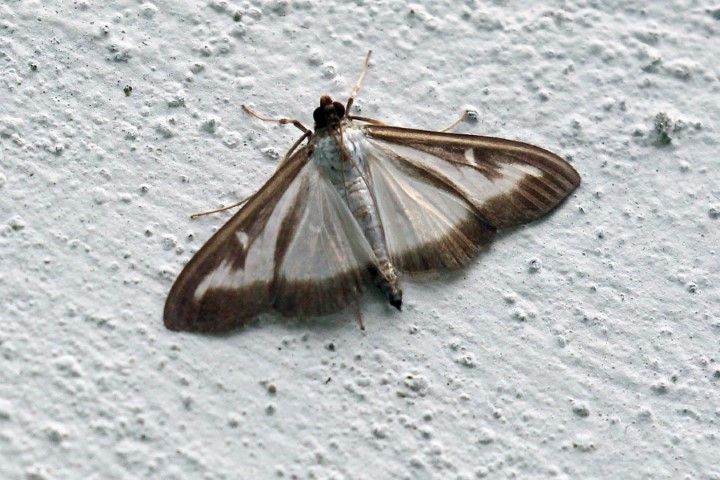 Box-tree Moth St Albans 15 Aug