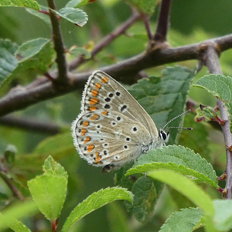 Brown Argus Stafford Road Open Space 25 Aug
