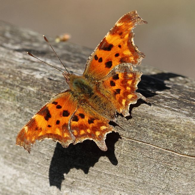 Comma Coppets Wood 19 Apr