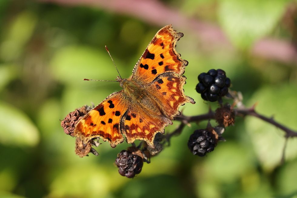 Comma Great Ashby Park 11 Oct