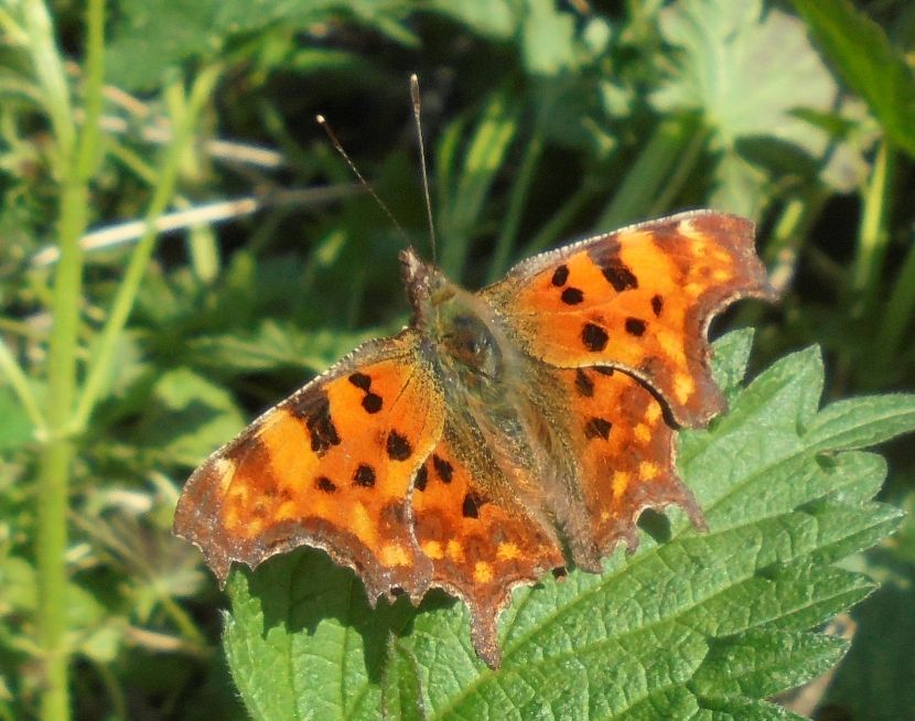 Comma Walsworth Common 4 Apr