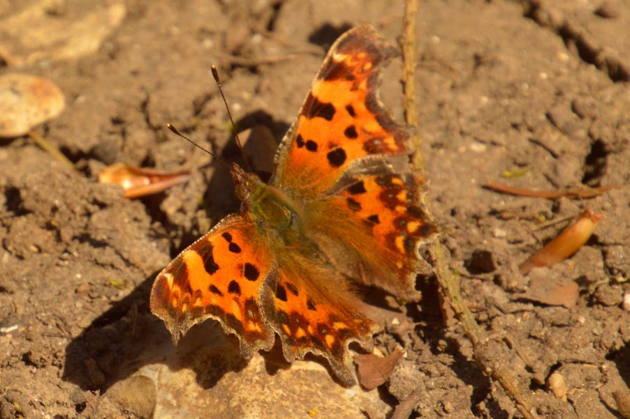 Comma Whippendell Woods 17 Apr
