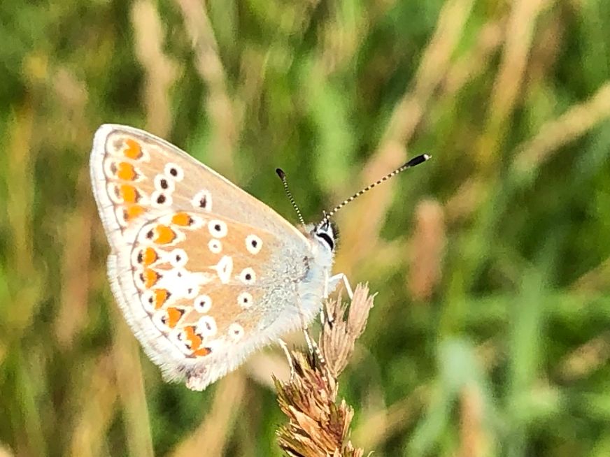 Common Blue Heartwood Forest 22 Jul